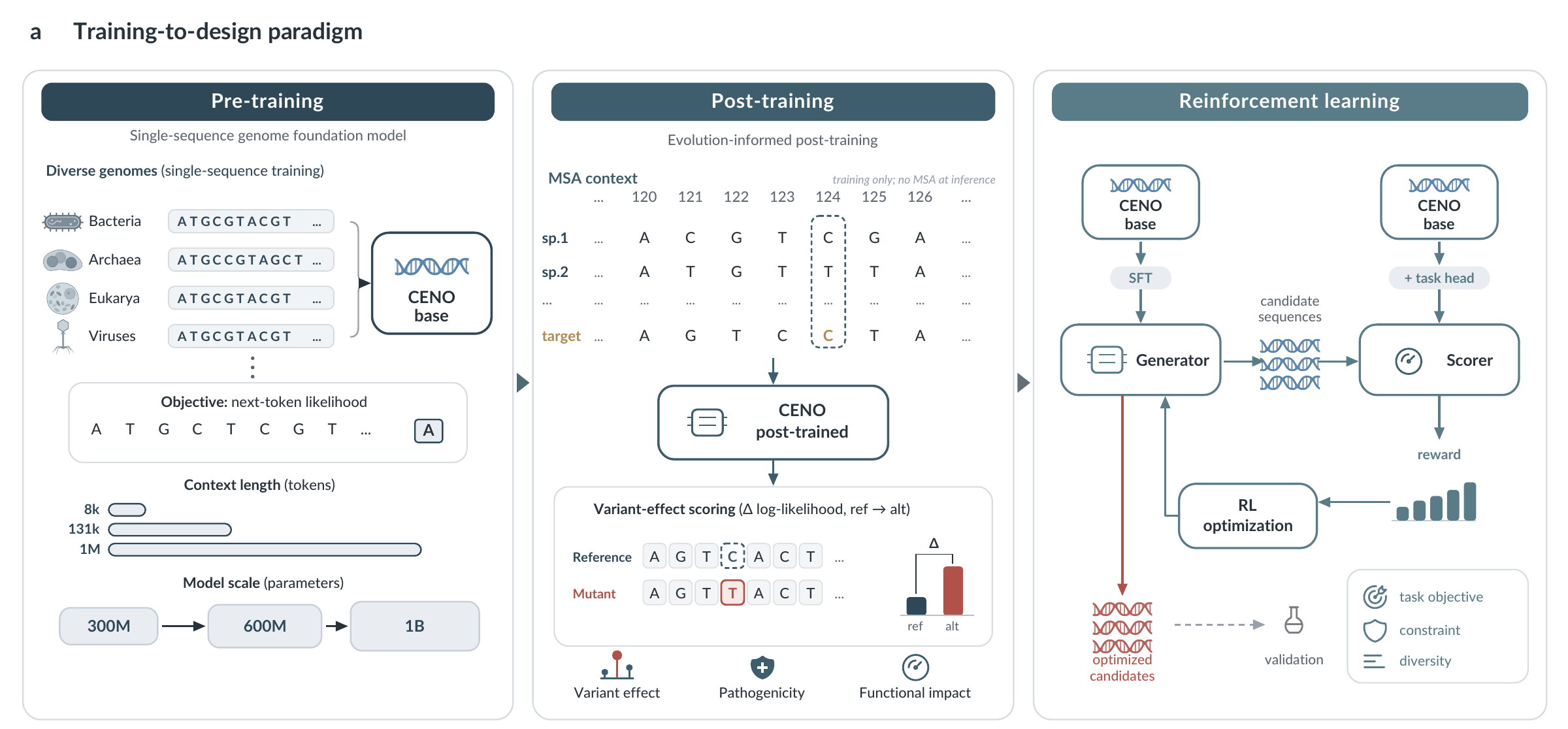 CENO training-to-design paradigm: pre-training, post-training, and reinforcement learning