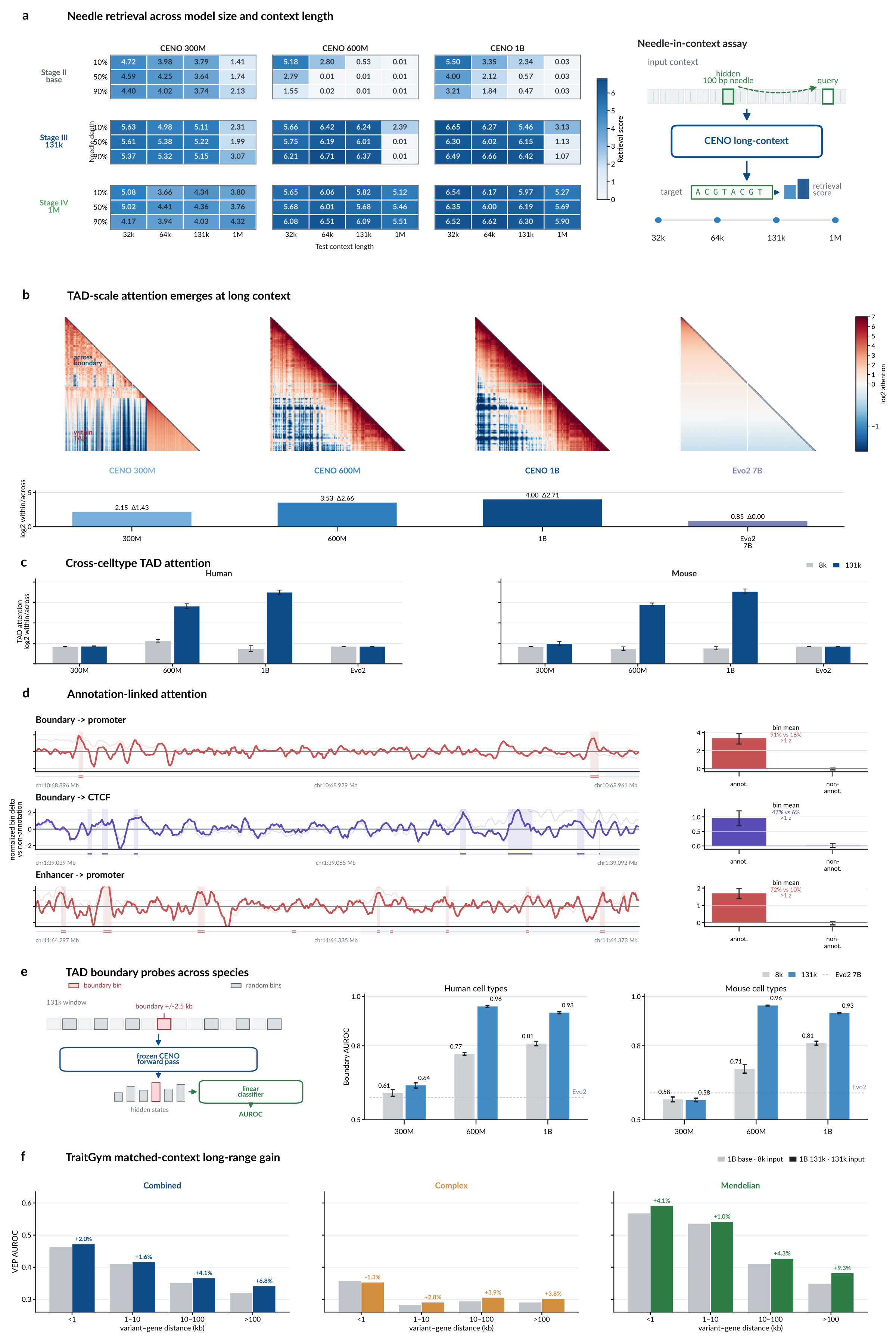 CENO long-context retrieval and chromatin-scale readouts