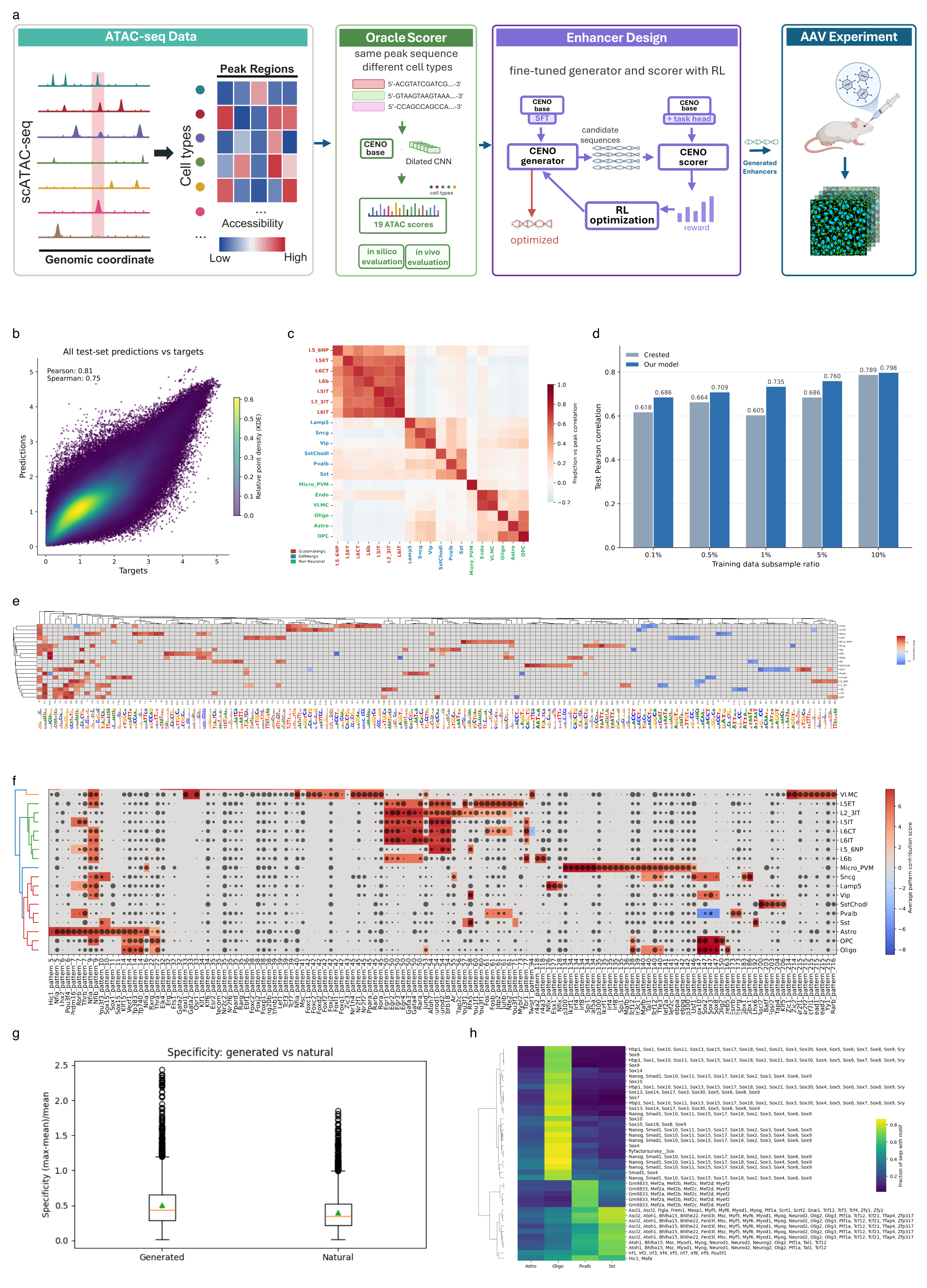 CENO cell-type-specific enhancer prediction and design